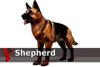 Dog - Shepherd