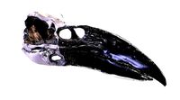 Raven Skull- Game Ready Asset