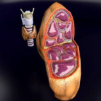 Thyroid anatomy microscopic larynx trachea