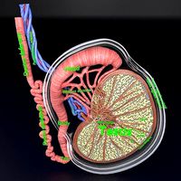testis anatomy histology
