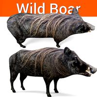 Wild Boar 3D Models game ready low poly model