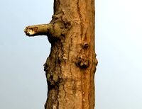 Thin oak tree trunk