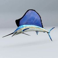 Sailfish