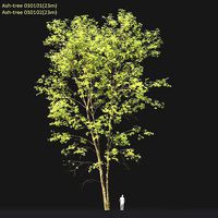 Ash-tree 0101 H23m