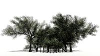 Plan Trees