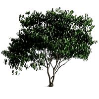 plant 58 A