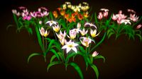 Flower Tulipa Biflora