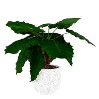 Alocasia macrorrhiza