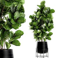 Ficus tree in a black flowerpots 667