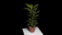 Ficus in a pot
