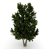 Tree 3D Model