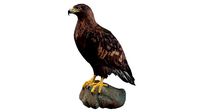 Golden Eagle