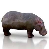 Hippo 3D Model