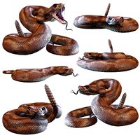 Rattlesnake