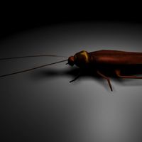 animals roach