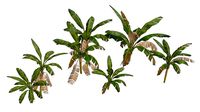 Banana Trees 01