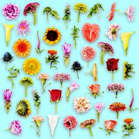 25 Flower Collection