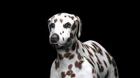 Brown Dalmatian Dog