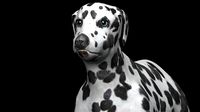 black and brown dalmatian