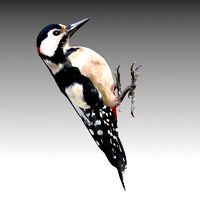Woodpecker
