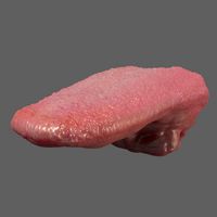 Procedural tongue shader