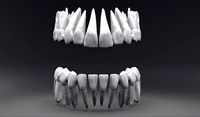 Permanent Teeth with Pulp Cavity | 3D
