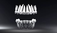 Primary Teeth with Pulp Cavity | 3D