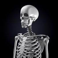 Skeleton