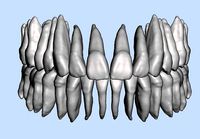Maxillary and mandibular teeth set with pulp and without pulp | 3D