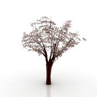 Tree 3D Model