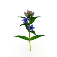 Flower 3D Model