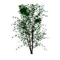 Tree 3D Model