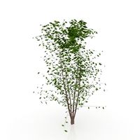 Tree 3D Model