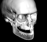 Human anatomy skull fit to teeth library | 3D