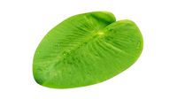 Water lily leaf