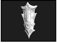 Dragonborn Shield Printable 3D Model | 3D