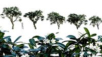 Plumeria Obtusa - White Frangipani - 01