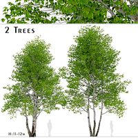 Set of Himalayan Birch or Betula Utilis Trees - 2 Trees