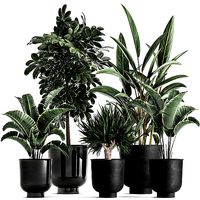 Houseplants in a pot for the interior 843