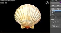 Seashell 3d model