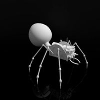 spider
