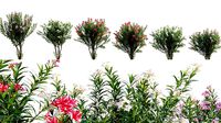 Nerium Oleander - Laurier - 01