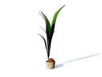 Coconut palm