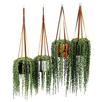 Plant hanger