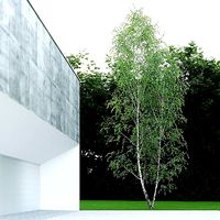 Betula Pendula 12 And A Half m 005