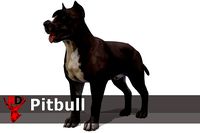 Dog - Pitbull
