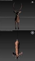 deer redy