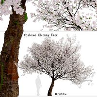 Yoshino Cherry or Prunus yedoensis Tree - 1 Tree