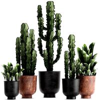Decorative plants in flowerpots 839