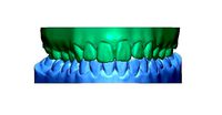 Human Teeth with Base -  | 3D